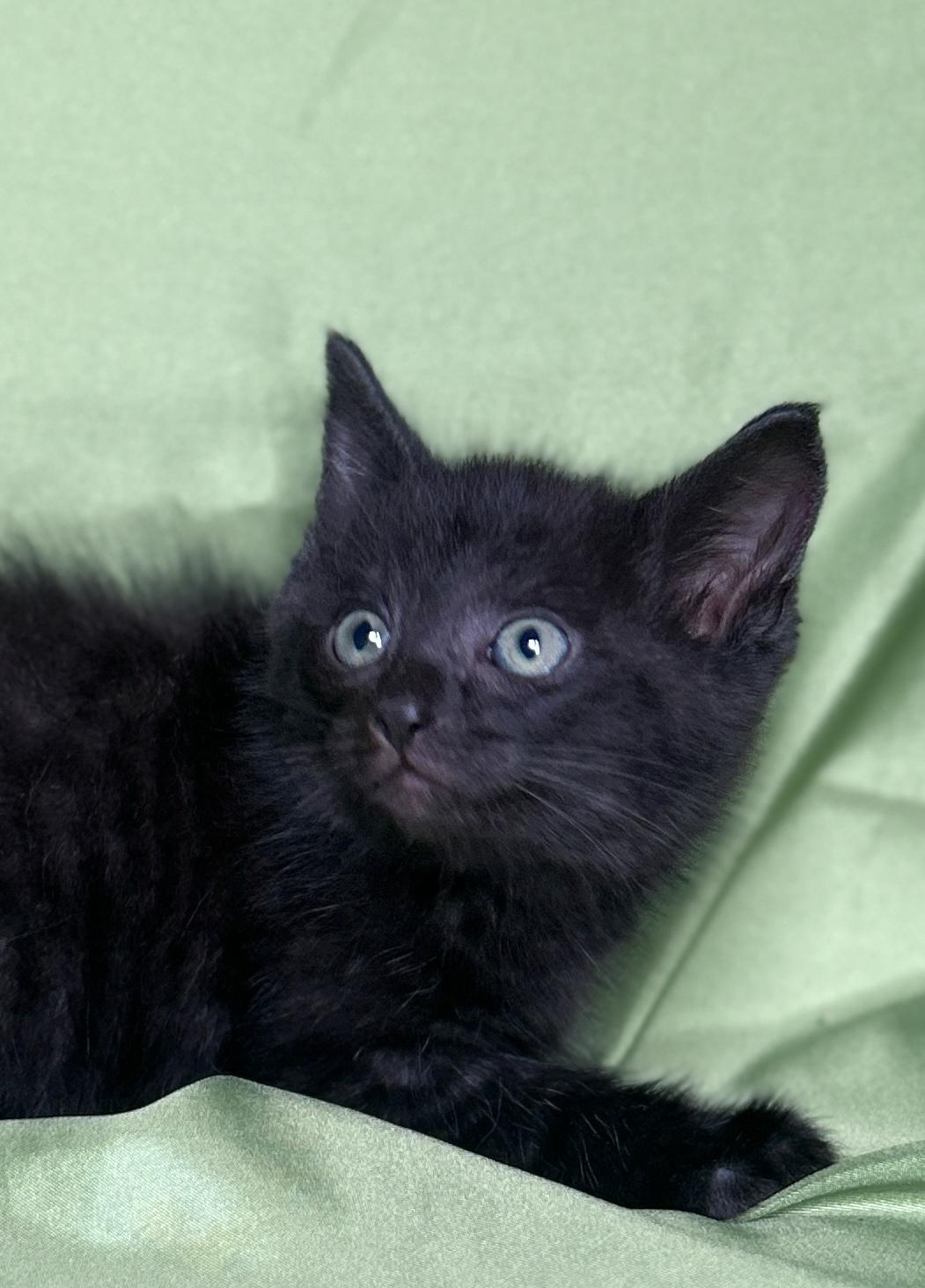 Enlarge SPARKY, a Adoptable Domestic Short Hair in Rowland Heights, CA image 2/3