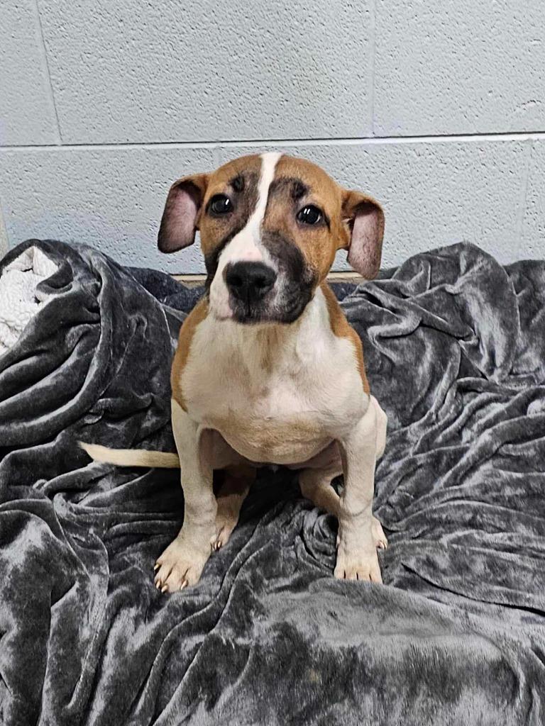 Dru/Baby, Adoptable, Adult Female Pointer.