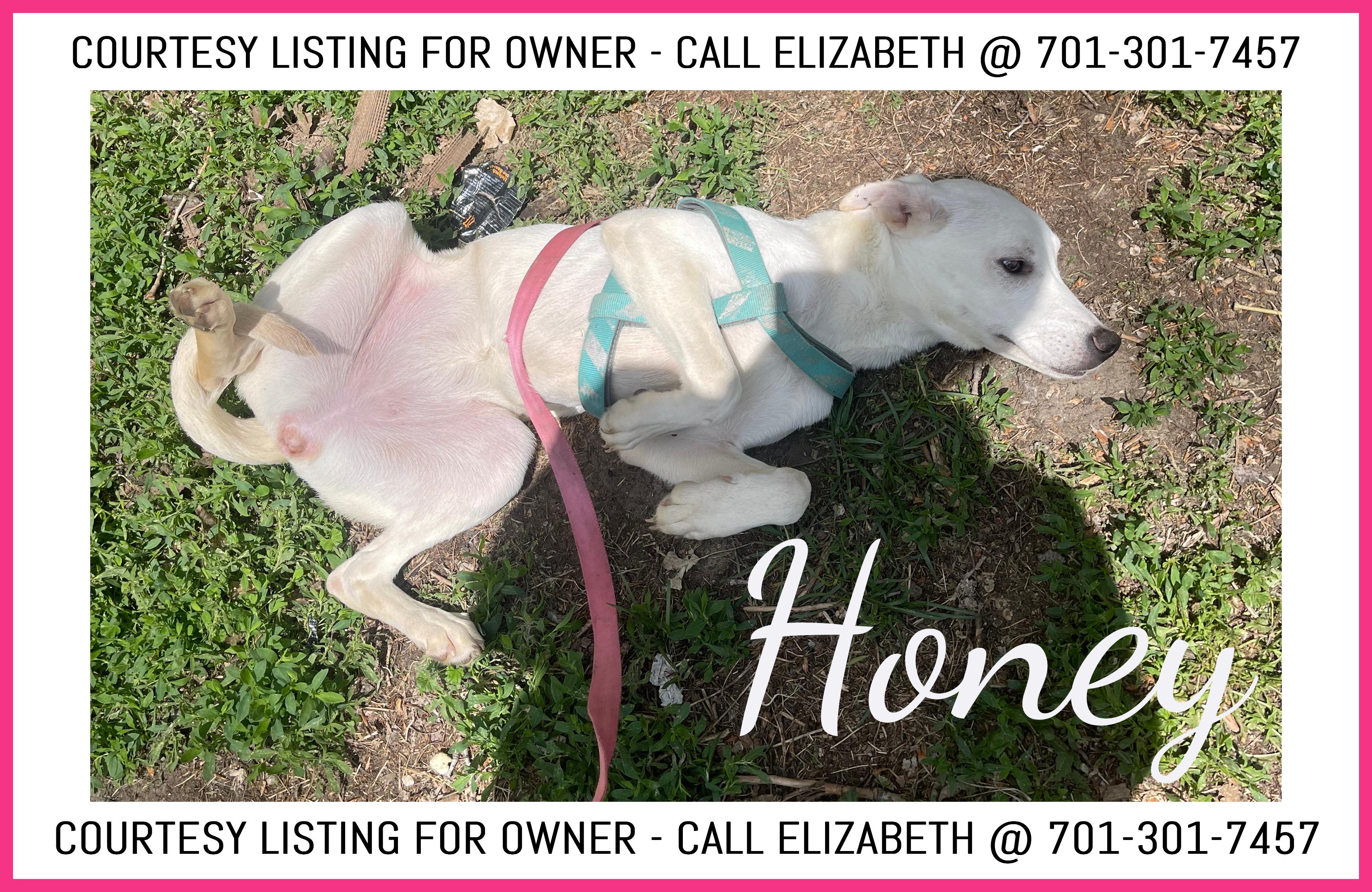Honey - COURTESY LISTING FOR OWNER, an adoptable German Shepherd Dog in Valley City, ND, 58072 | Photo Image 1