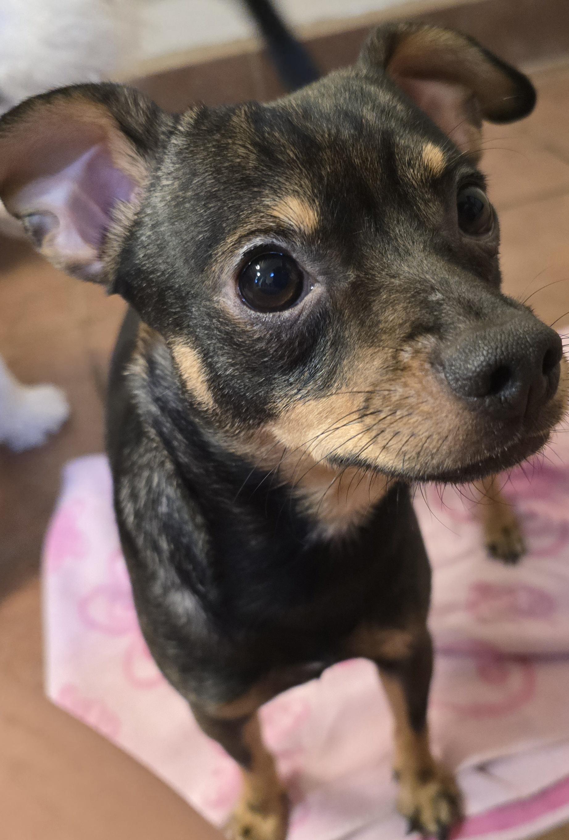 Tank available at Charlie's Little Dog House, adopted, Puppy Male Chihuahua.