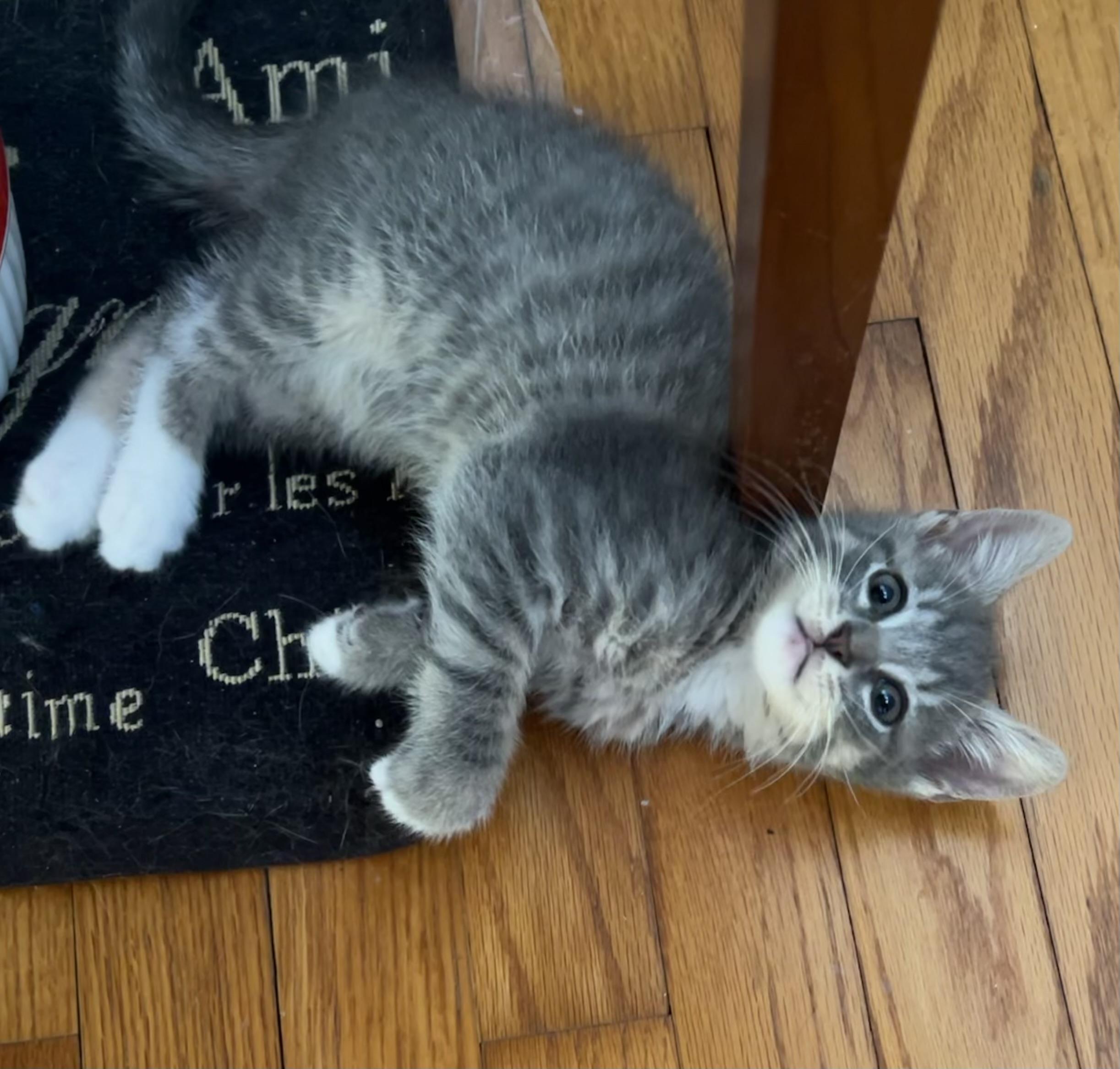 Wally, a Adoptable Domestic Short Hair in Easton, MD image 5/6