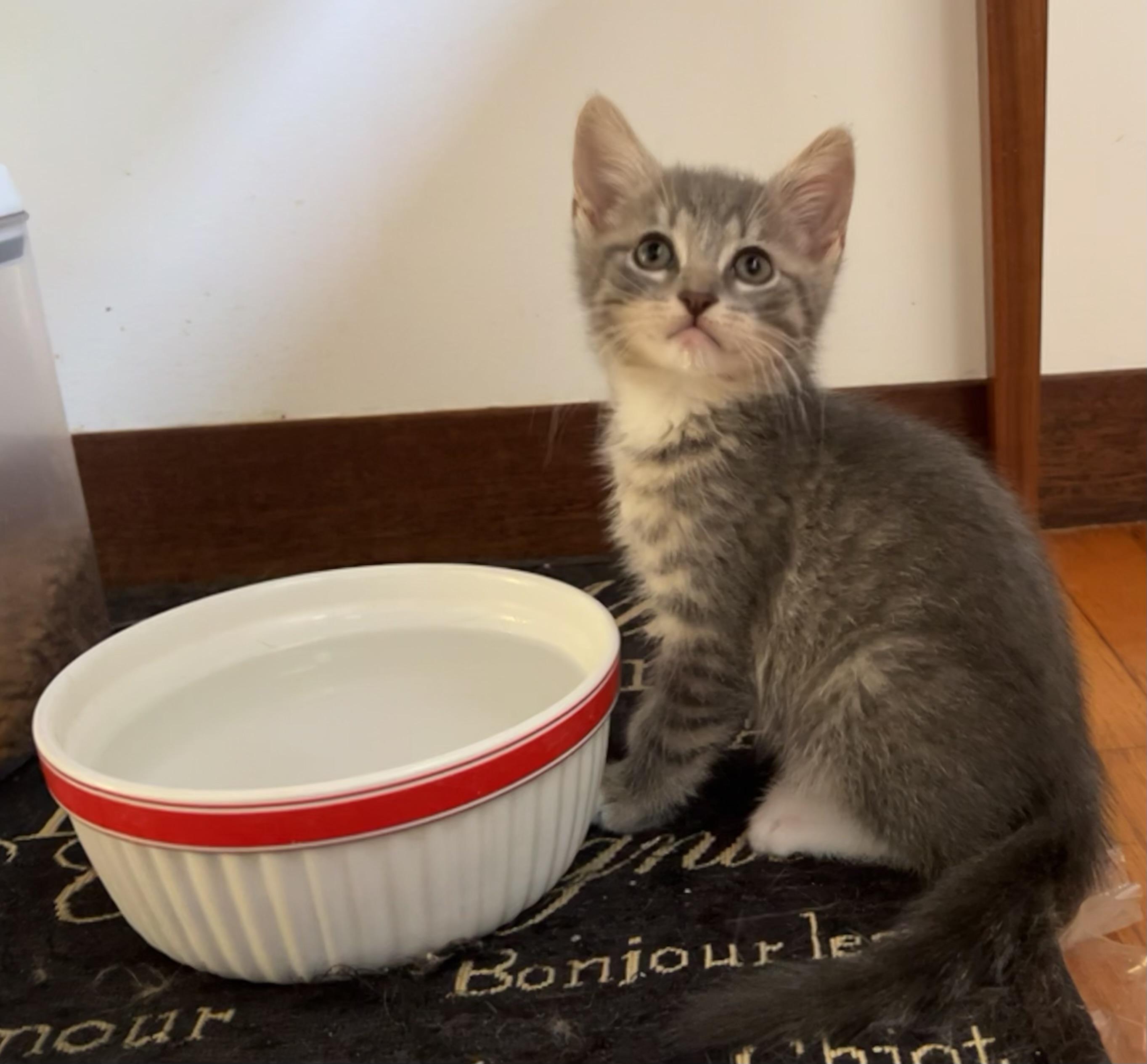 Wally, a Adoptable Domestic Short Hair in Easton, MD image 4/6