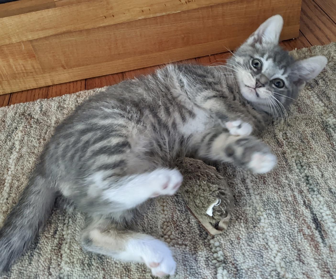 Wally, a Adoptable Domestic Short Hair in Easton, MD image 3/6