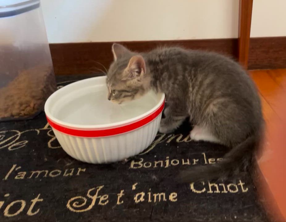 Enlarge Wally, a Adoptable Domestic Short Hair in Easton, MD video 2/6