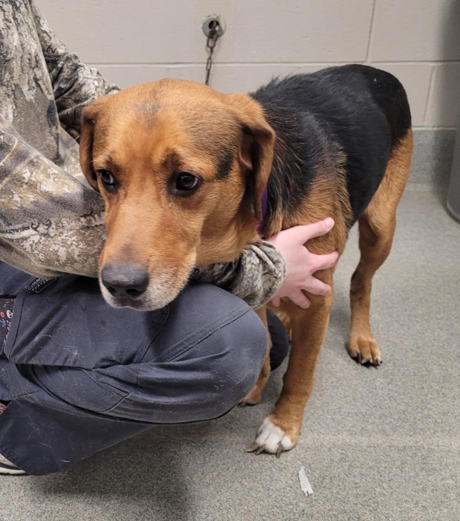 Enlarge Otis/King, a Adoptable mixed breed in Hopkinsville, KY image 1/2