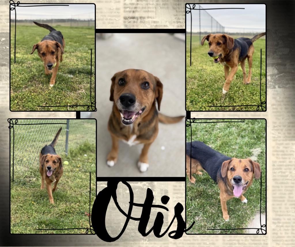 Enlarge Otis/King, a Found mixed breed in Hopkinsville, KY image 1/1