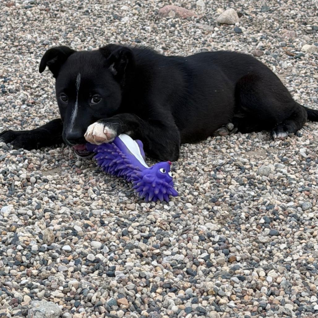 Cheefe, Adoptable, Puppy Male Pit Bull Terrier & Mixed Breed.