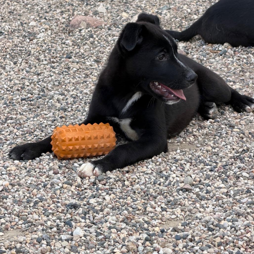 Enlarge Cheefe, a Adoptable mixed breed in Detroit Lakes, MN image 2/6