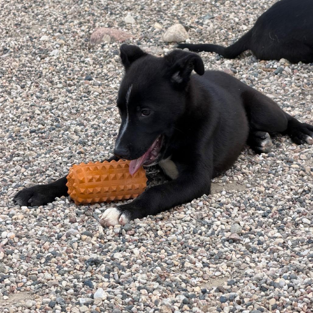 Enlarge Cheefe, a Adoptable mixed breed in Detroit Lakes, MN image 3/6