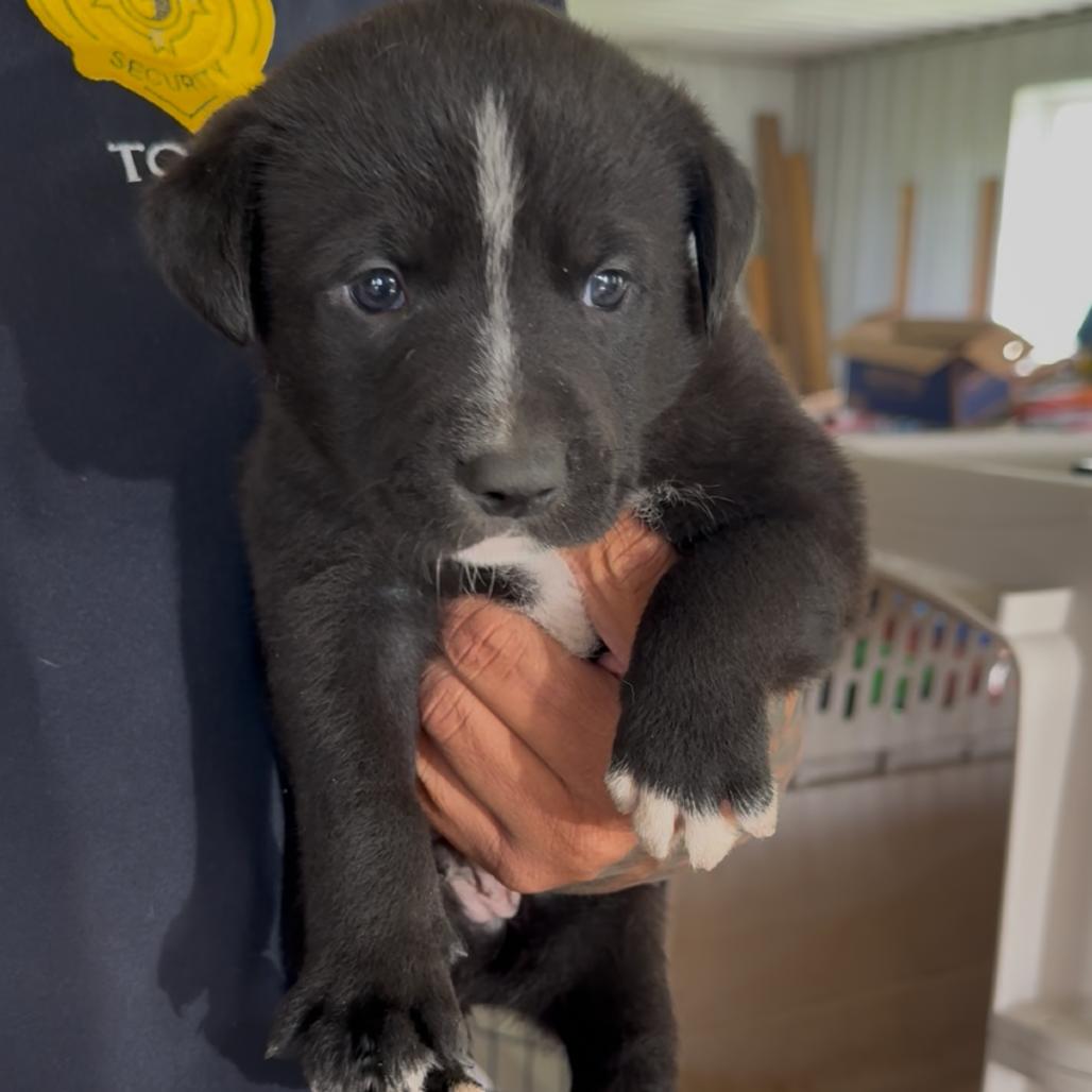 Enlarge Cheefe, a Adoptable mixed breed in Detroit Lakes, MN image 1/1