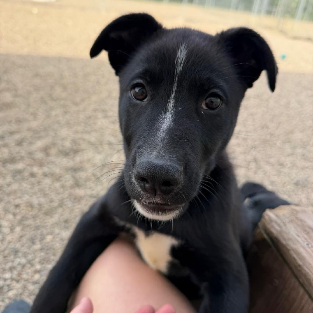 Enlarge Cheefe, a Adoptable mixed breed in Detroit Lakes, MN image 4/6