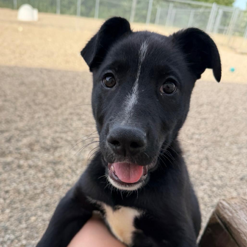 Enlarge Cheefe, a Adoptable mixed breed in Detroit Lakes, MN image 5/6