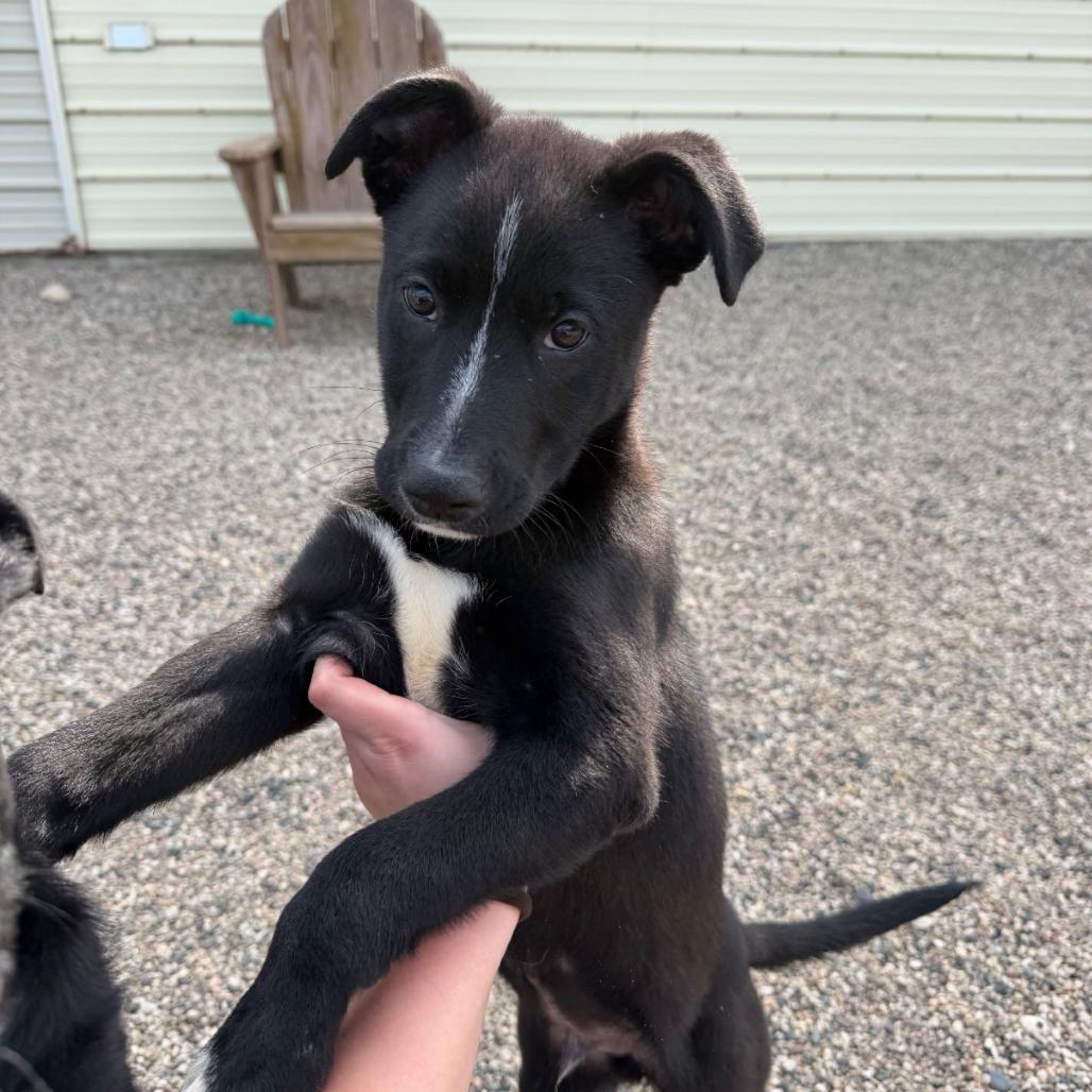 Enlarge Cheefe, a Adoptable mixed breed in Detroit Lakes, MN image 6/6