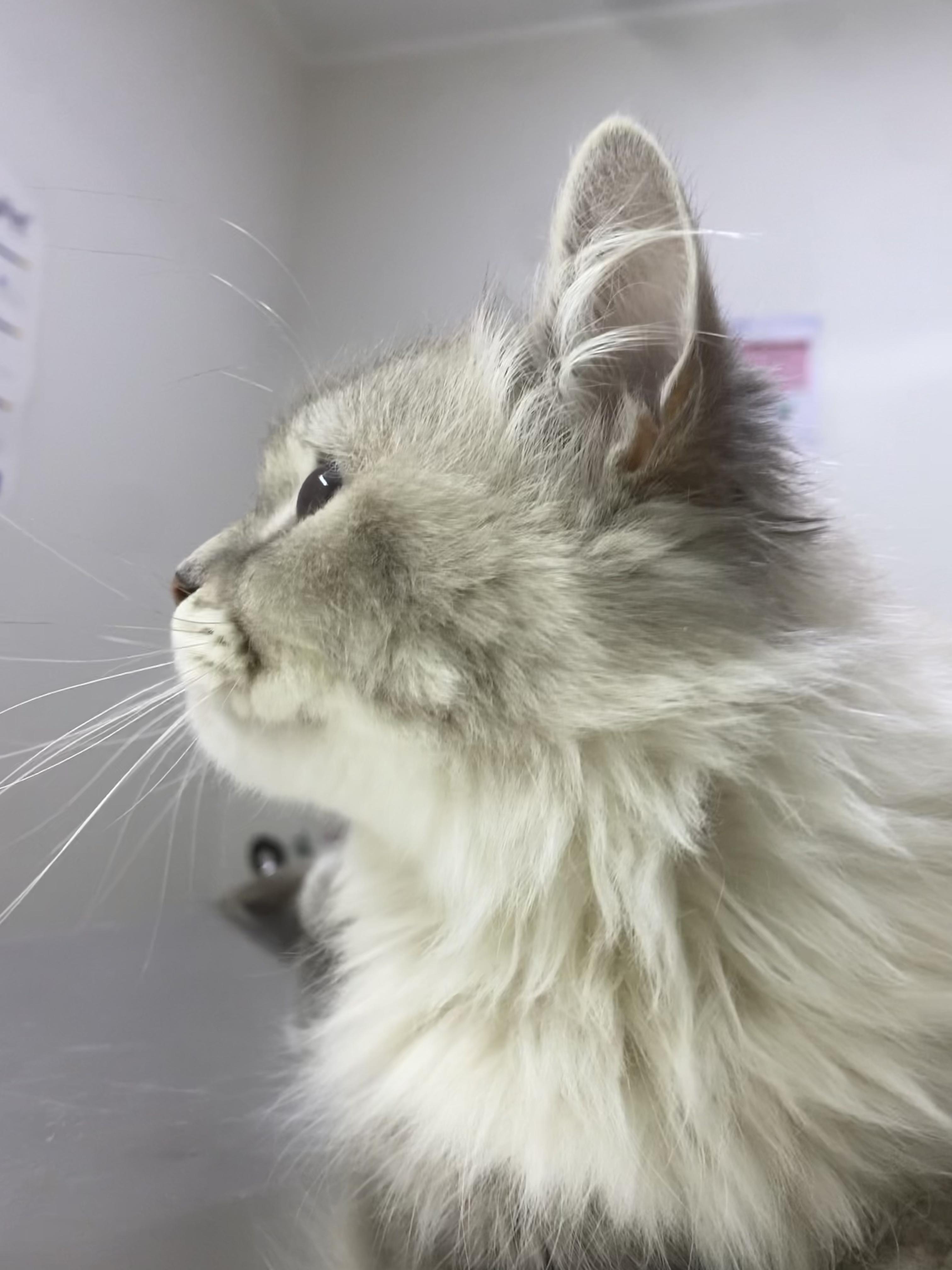 Enlarge Nala - Gentle, Friendly, Loving - READ FULL BIO, a ADOPTABLE mixed breed in North York, ON image 2/4