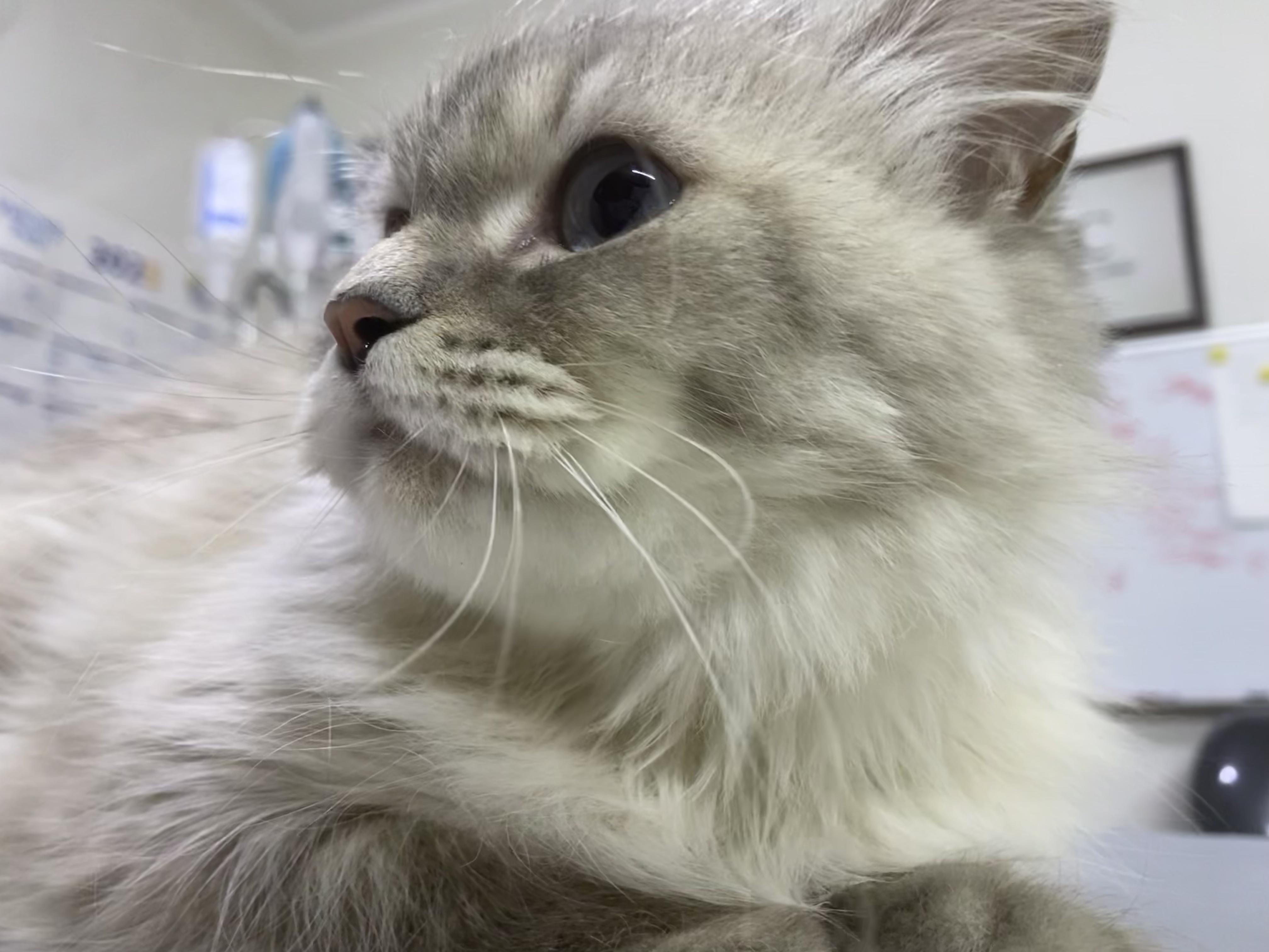 Nala - Gentle, Friendly, Loving - READ FULL BIO, ADOPTABLE, Young Female Ragdoll.