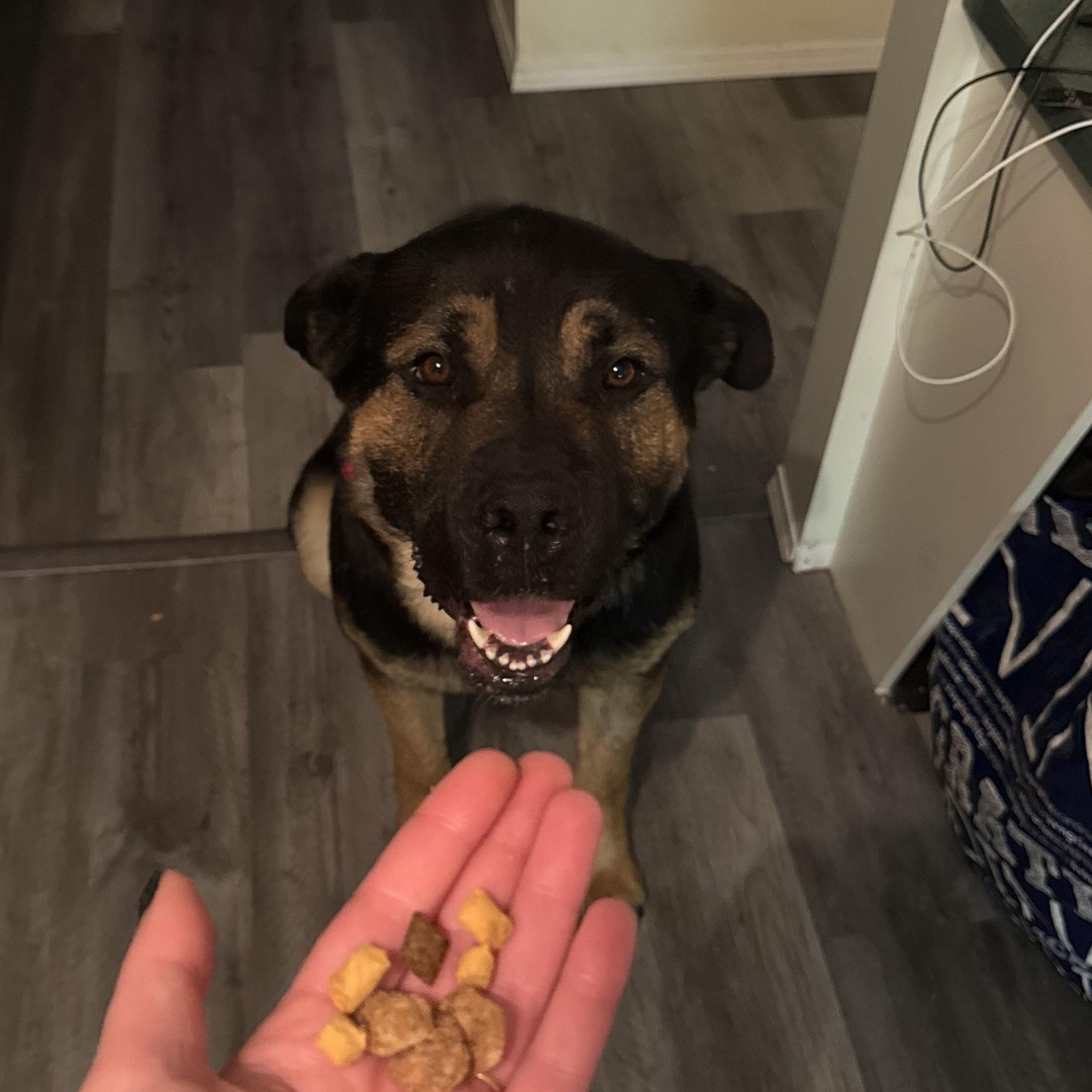 Chili, a Adoptable Mixed Breed in Saskatoon, SK image 3/6