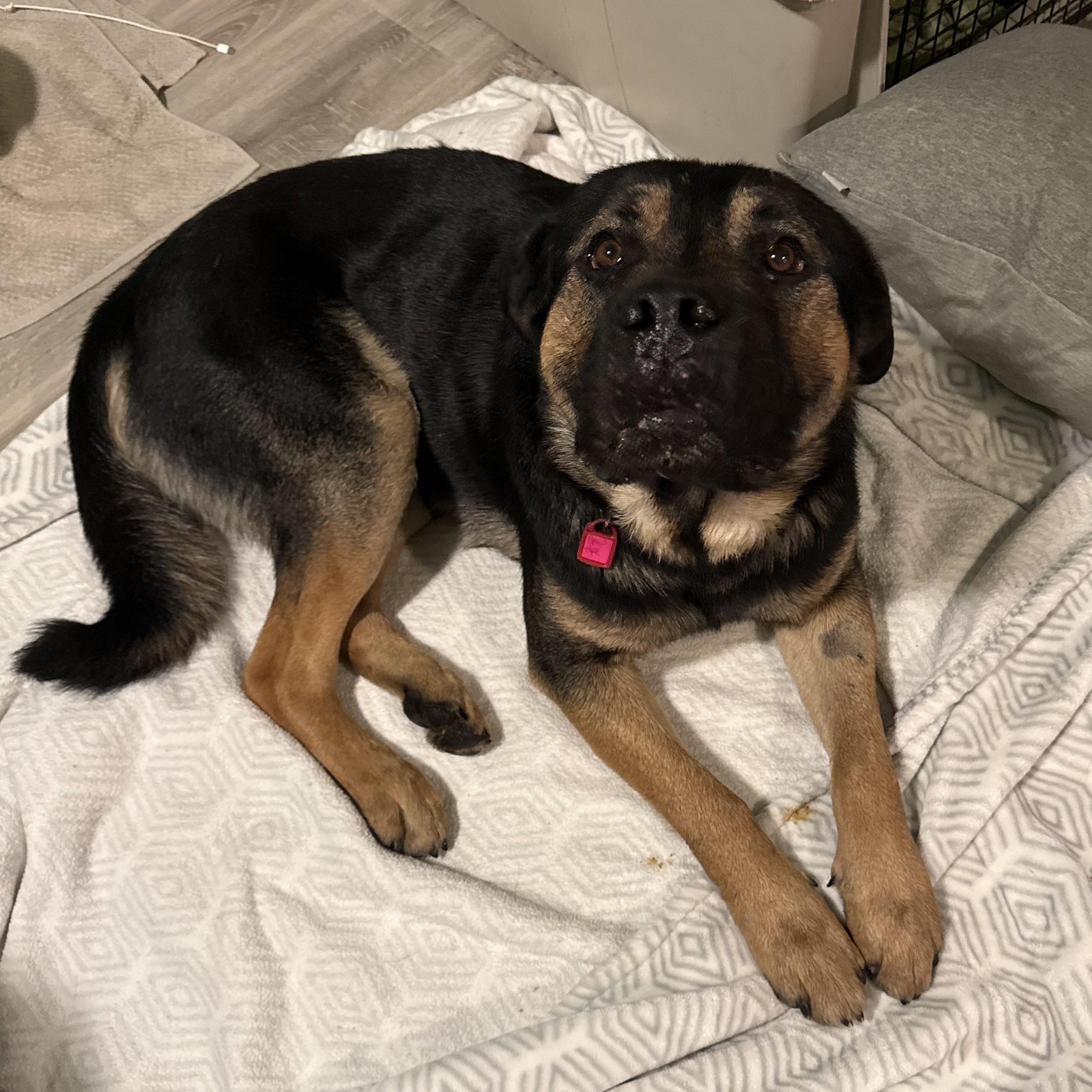 Chili, a Adoptable Mixed Breed in Saskatoon, SK image 4/6