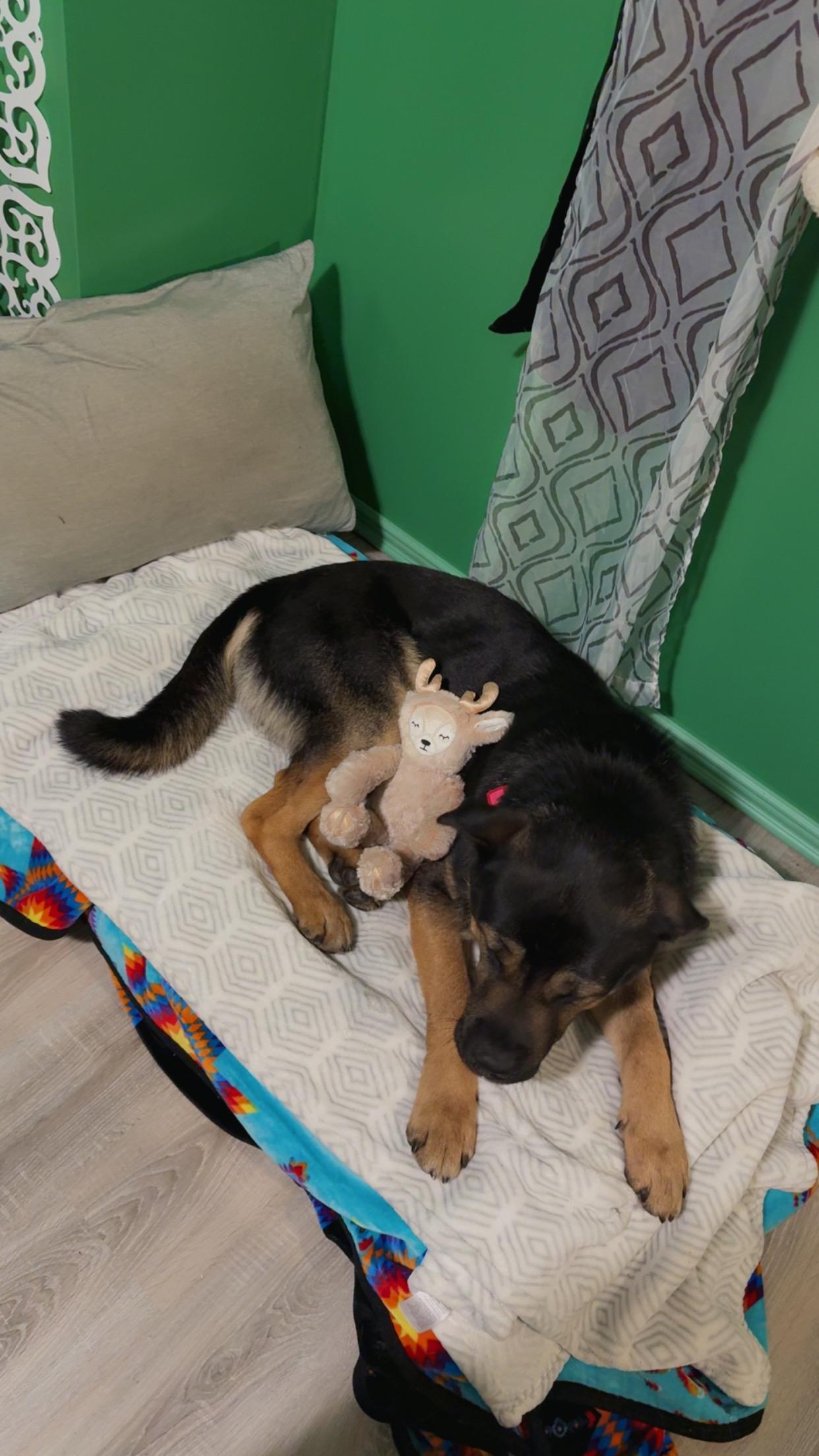 Chili, a Adoptable Mixed Breed in Saskatoon, SK image 5/6