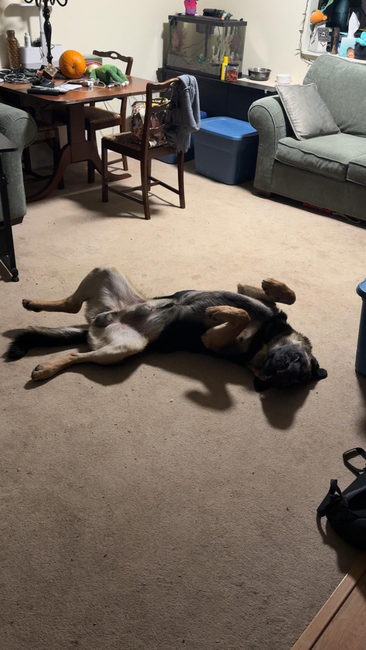 Chili, a Adoptable Mixed Breed in Saskatoon, SK image 6/6