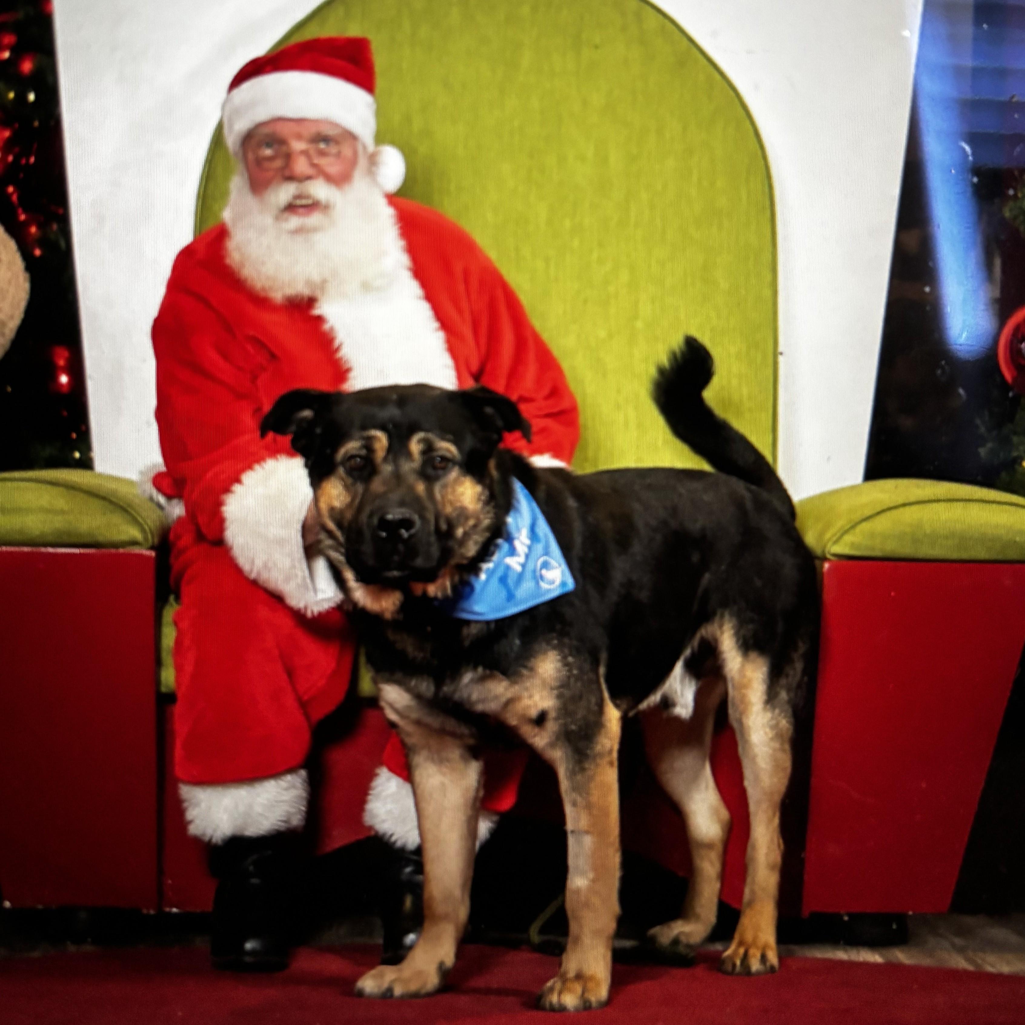 Chili, a Adoptable Mixed Breed in Saskatoon, SK image 1/6