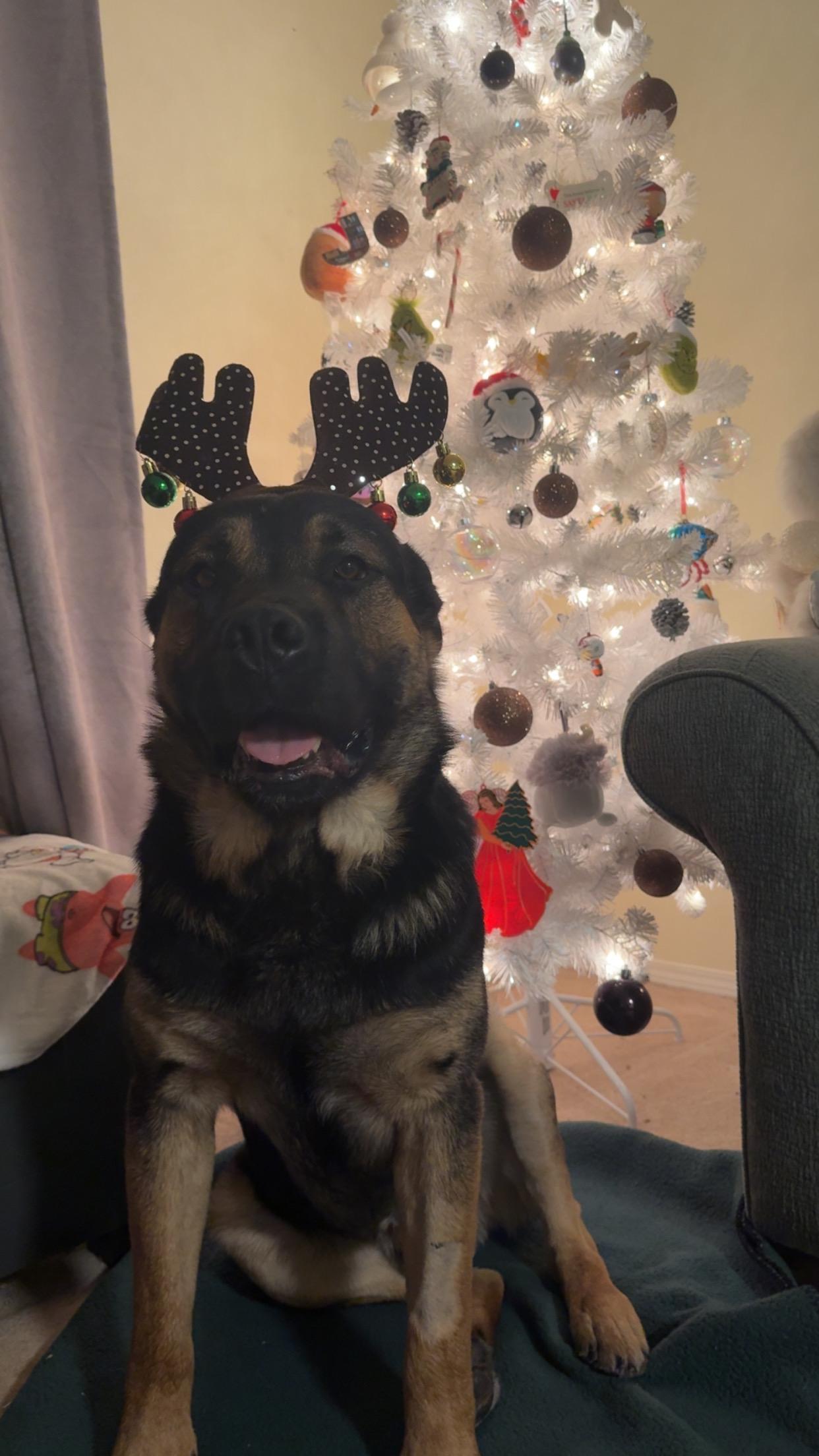 Chili, a Adoptable Mixed Breed in Saskatoon, SK image 2/6