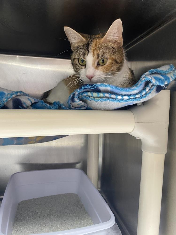 Mama Mia, Adoptable, Adult Female Domestic Short Hair.