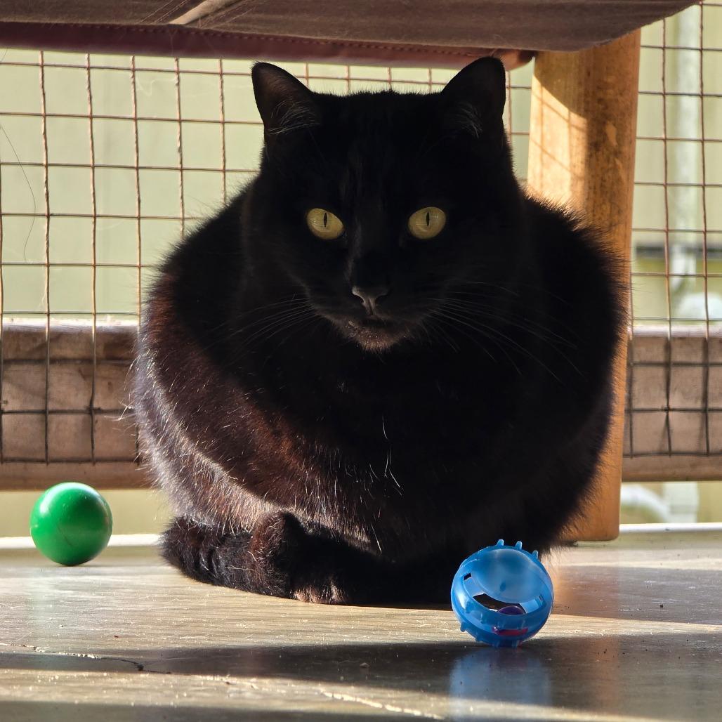 Enlarge Julianne, a Adoptable Domestic Short Hair in Fort Bragg, CA image 1/4