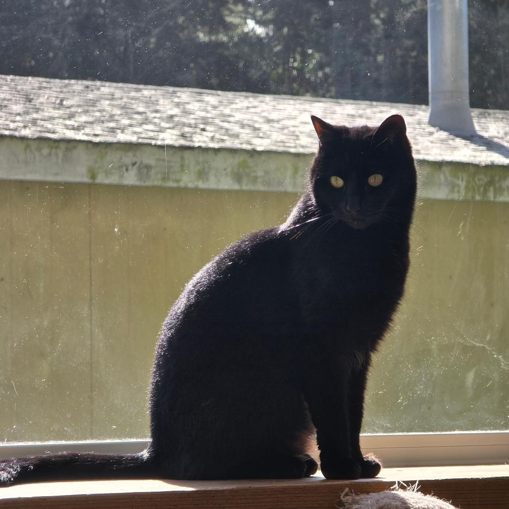 Enlarge Julianne, a Adoptable Domestic Short Hair in Fort Bragg, CA image 2/4