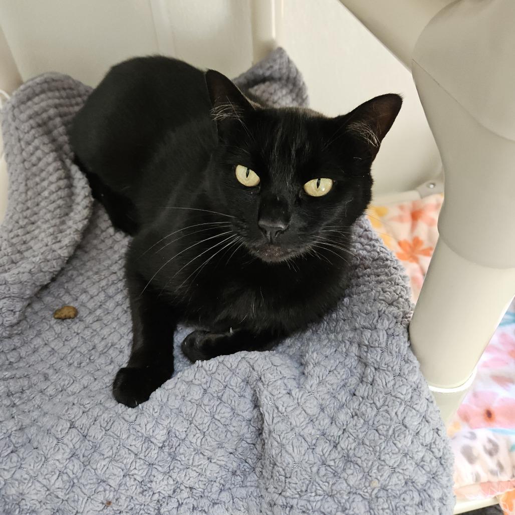 Julianne, Adoptable, Adult Female Domestic Short Hair.