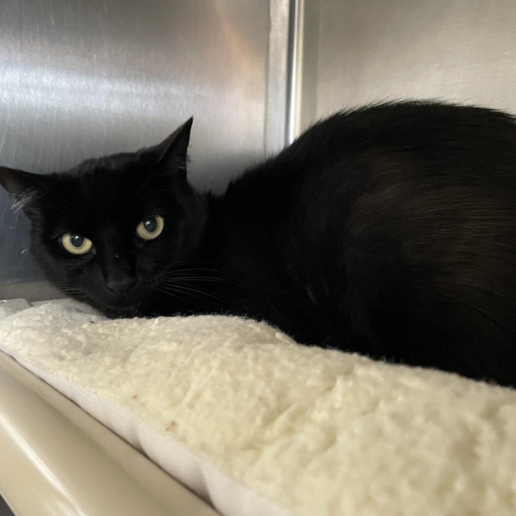 Enlarge Julianne, a Adoptable Domestic Short Hair in Fort Bragg, CA image 2/2