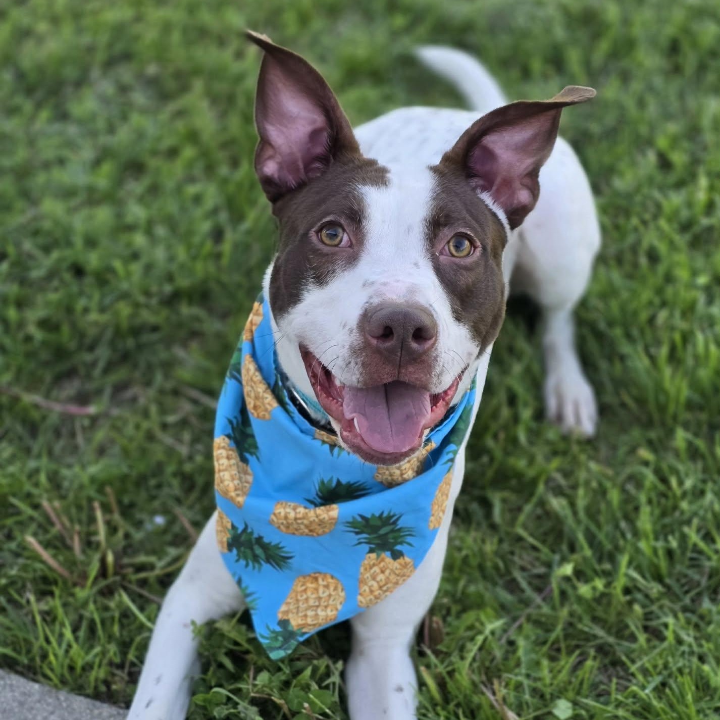 Enlarge Crouton, an adopted Mixed Breed in Effingham, IL image 2/3