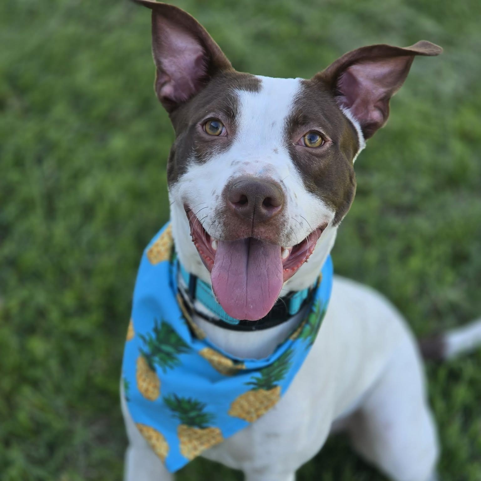 Crouton, adopted, Young Male Mixed Breed.
