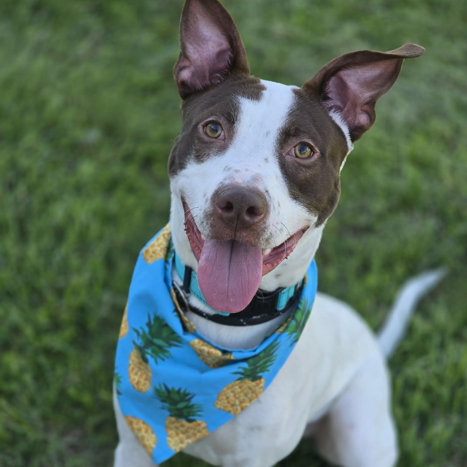 Enlarge Crouton, an adopted Mixed Breed in Effingham, IL image 3/3
