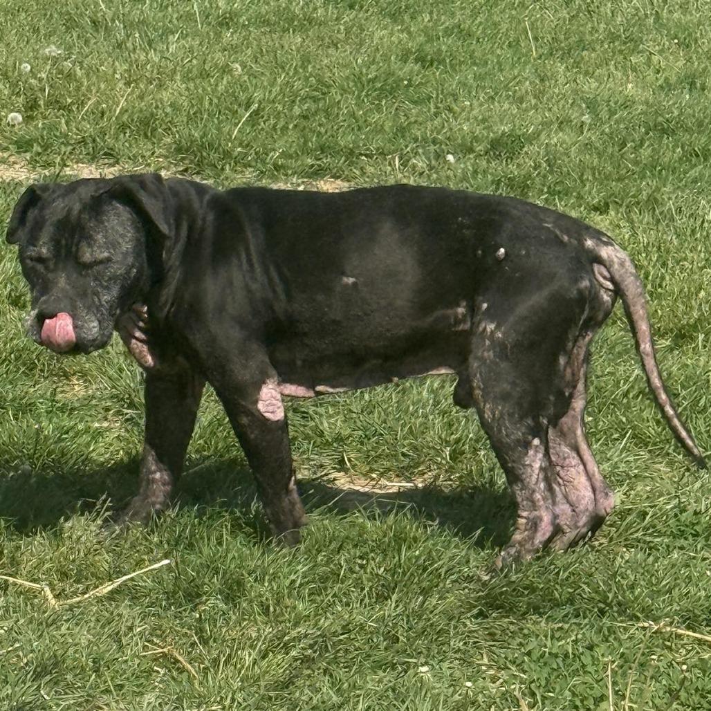 Bruce Wayne, Adoptable, Senior Male Pit Bull Terrier.