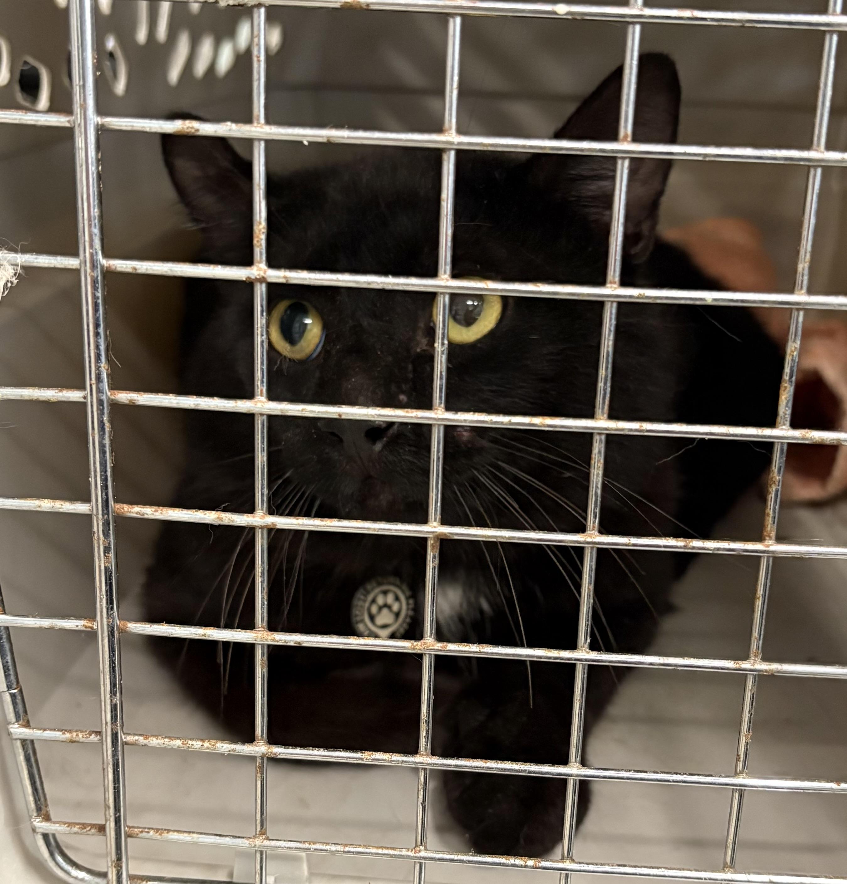 FOUND C1, ADOPTABLE, Adult Male Domestic Short Hair.