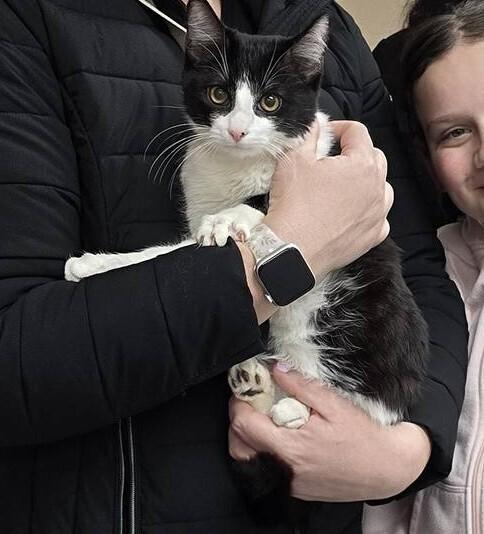 Enlarge Lenny, a Adoptable mixed breed in Southbury, CT image 1/1