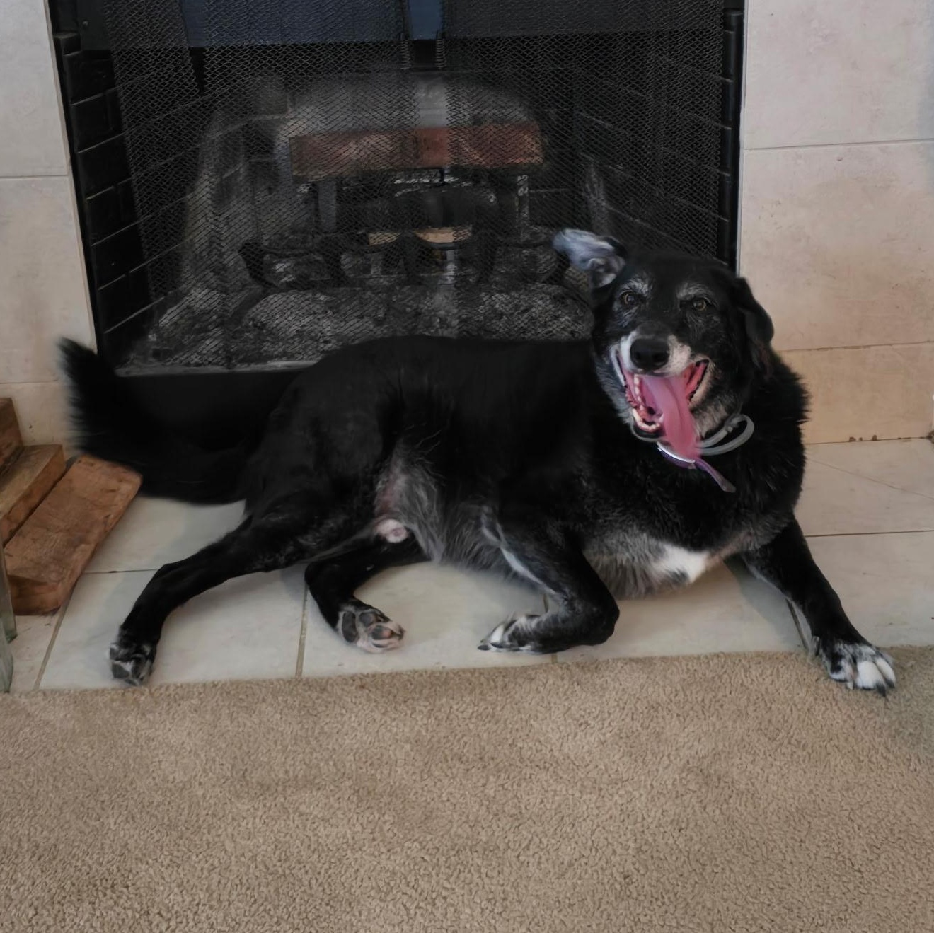 MAJOR, Senior Male Labrador Retriever