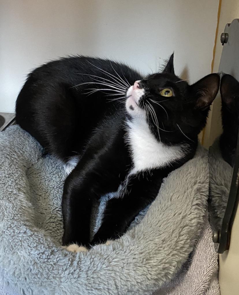 Enlarge Ricardo, a ADOPTABLE Domestic Short Hair in Somerset, NJ image 4/5