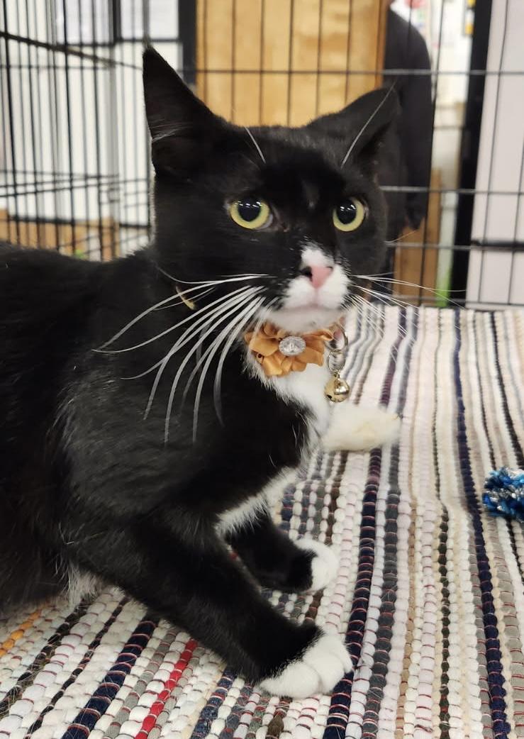 Ricardo, ADOPTABLE, Young Male Domestic Short Hair.