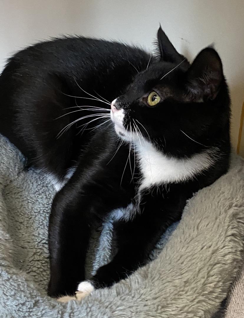 Enlarge Ricardo, a ADOPTABLE Domestic Short Hair in Somerset, NJ image 5/5