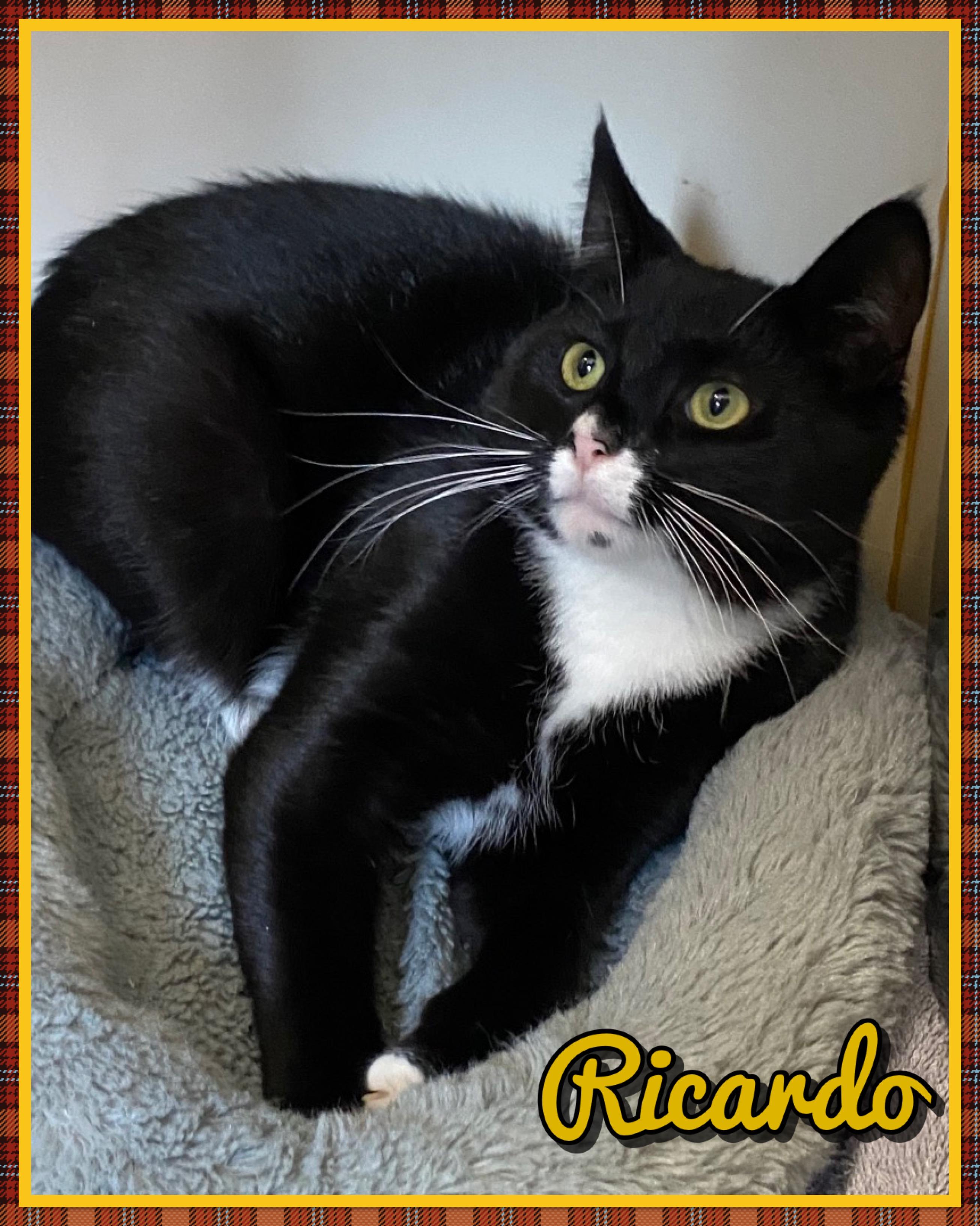 Enlarge Ricardo, a ADOPTABLE Domestic Short Hair in Somerset, NJ image 3/5