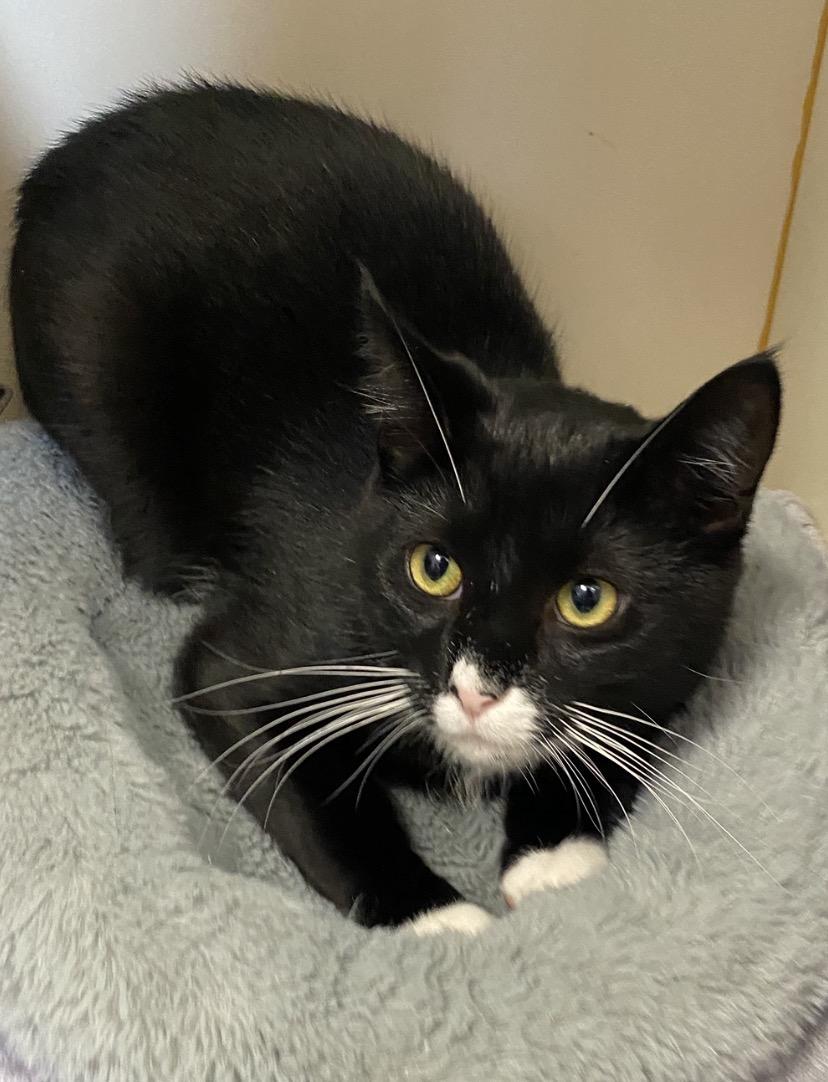 Enlarge Ricardo, a ADOPTABLE Domestic Short Hair in Somerset, NJ image 2/5