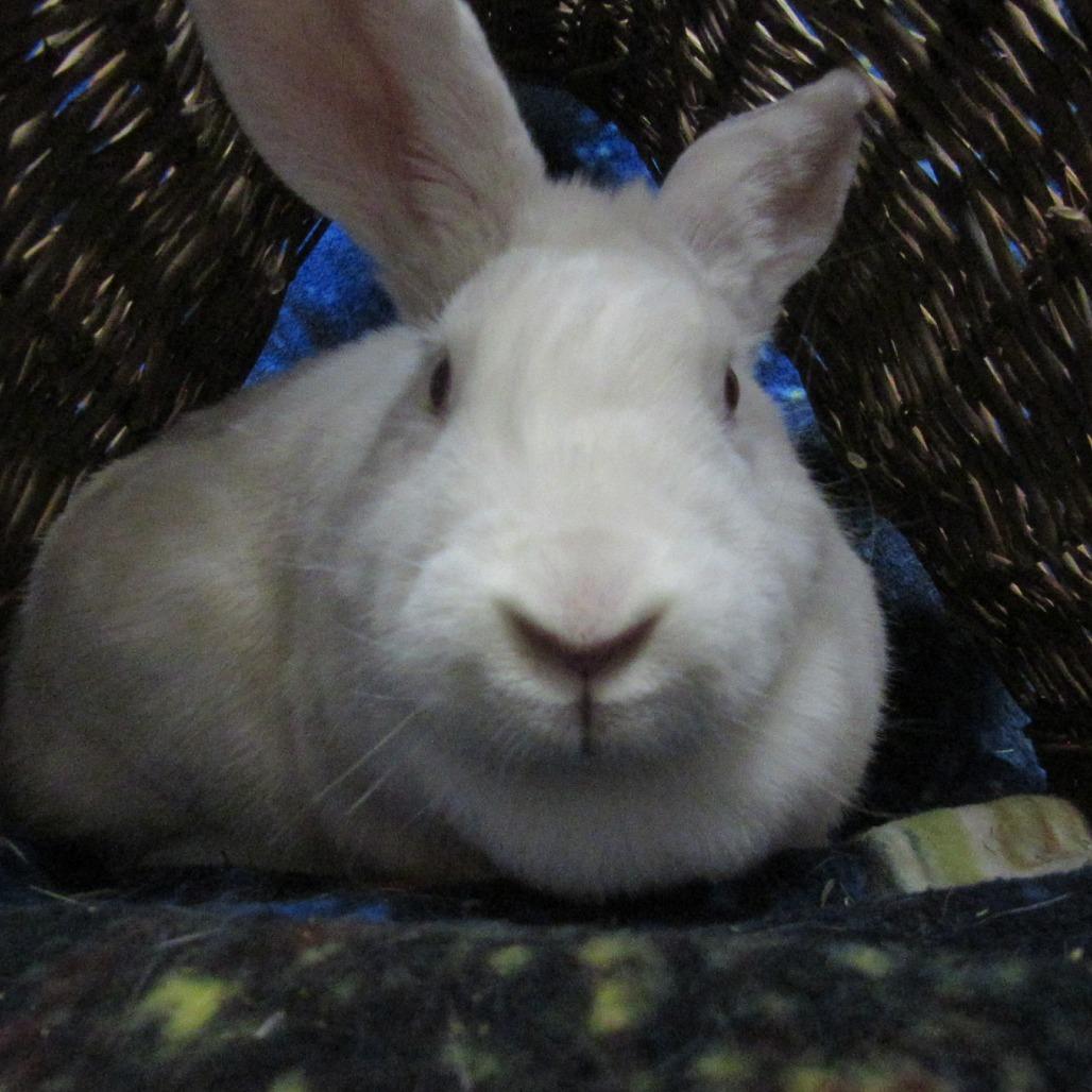 Nora, Adoptable, Adult Female New Zealand.