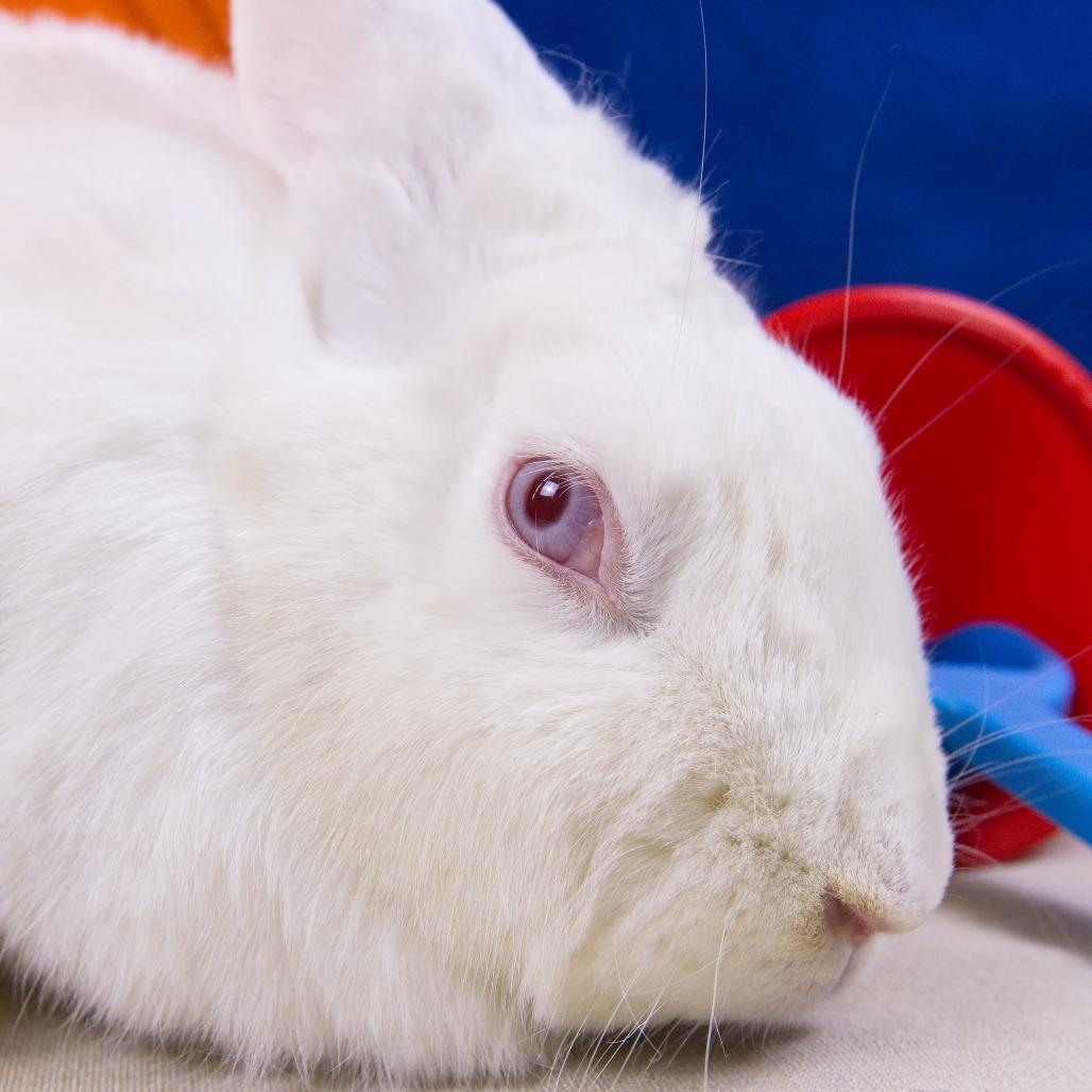 Enlarge Nora, a Adoptable New Zealand in Newport, PA image 2/6