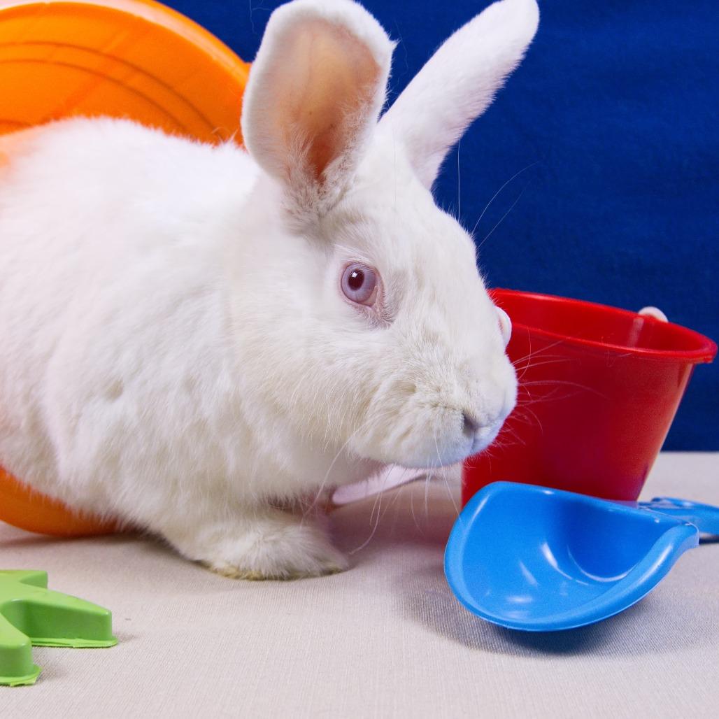 Enlarge Nora, a Adoptable New Zealand in Newport, PA image 3/6