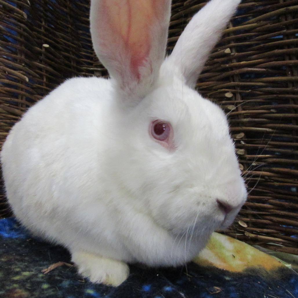 Enlarge Nora, a Adoptable New Zealand in Newport, PA image 2/3