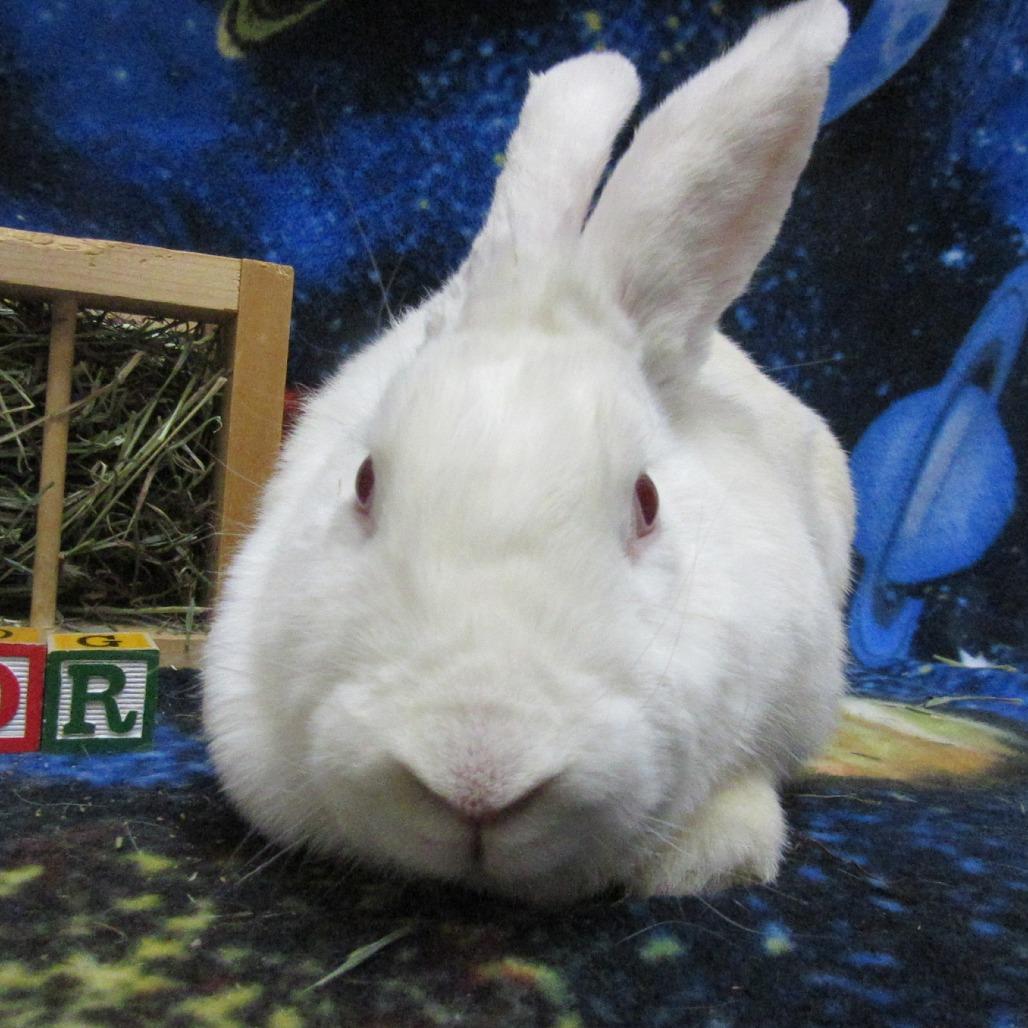 Enlarge Nora, a Adoptable New Zealand in Newport, PA image 3/3