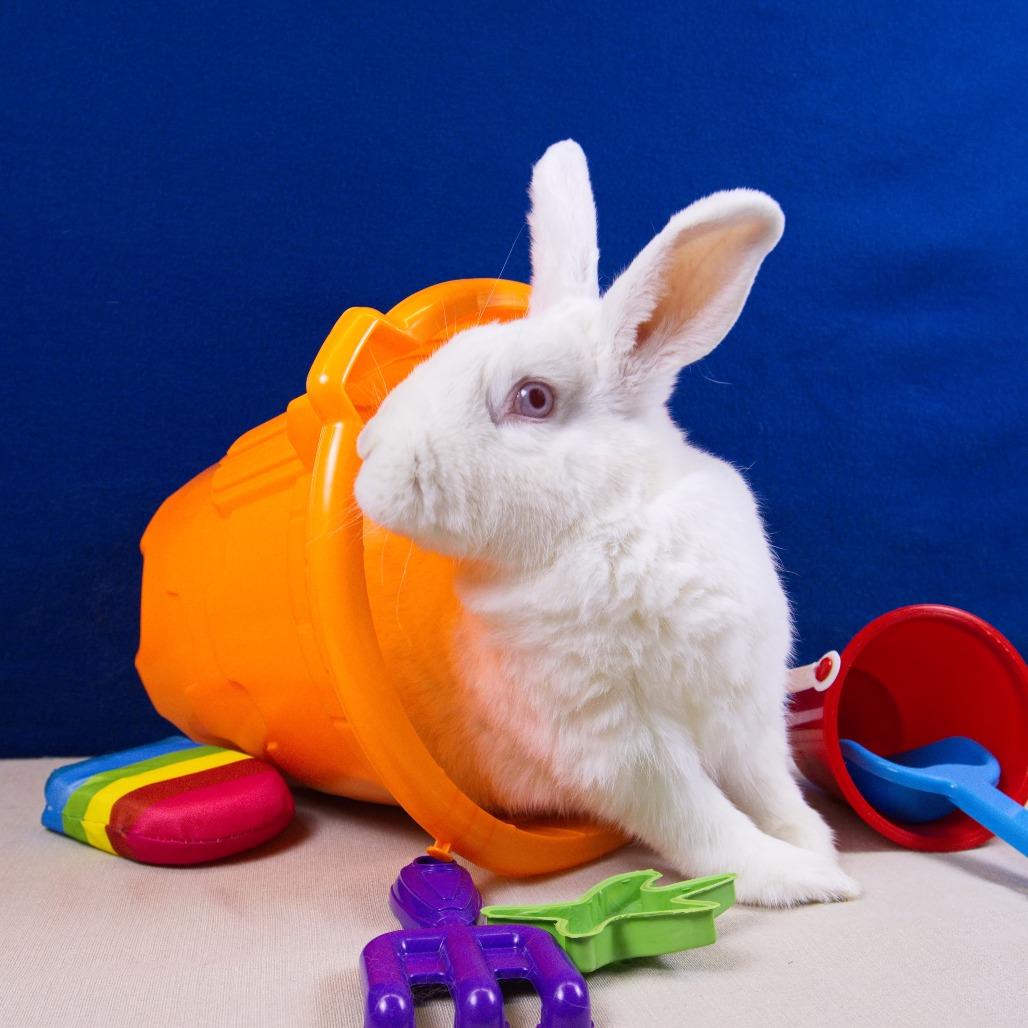 Enlarge Nora, a Adoptable New Zealand in Newport, PA image 6/6