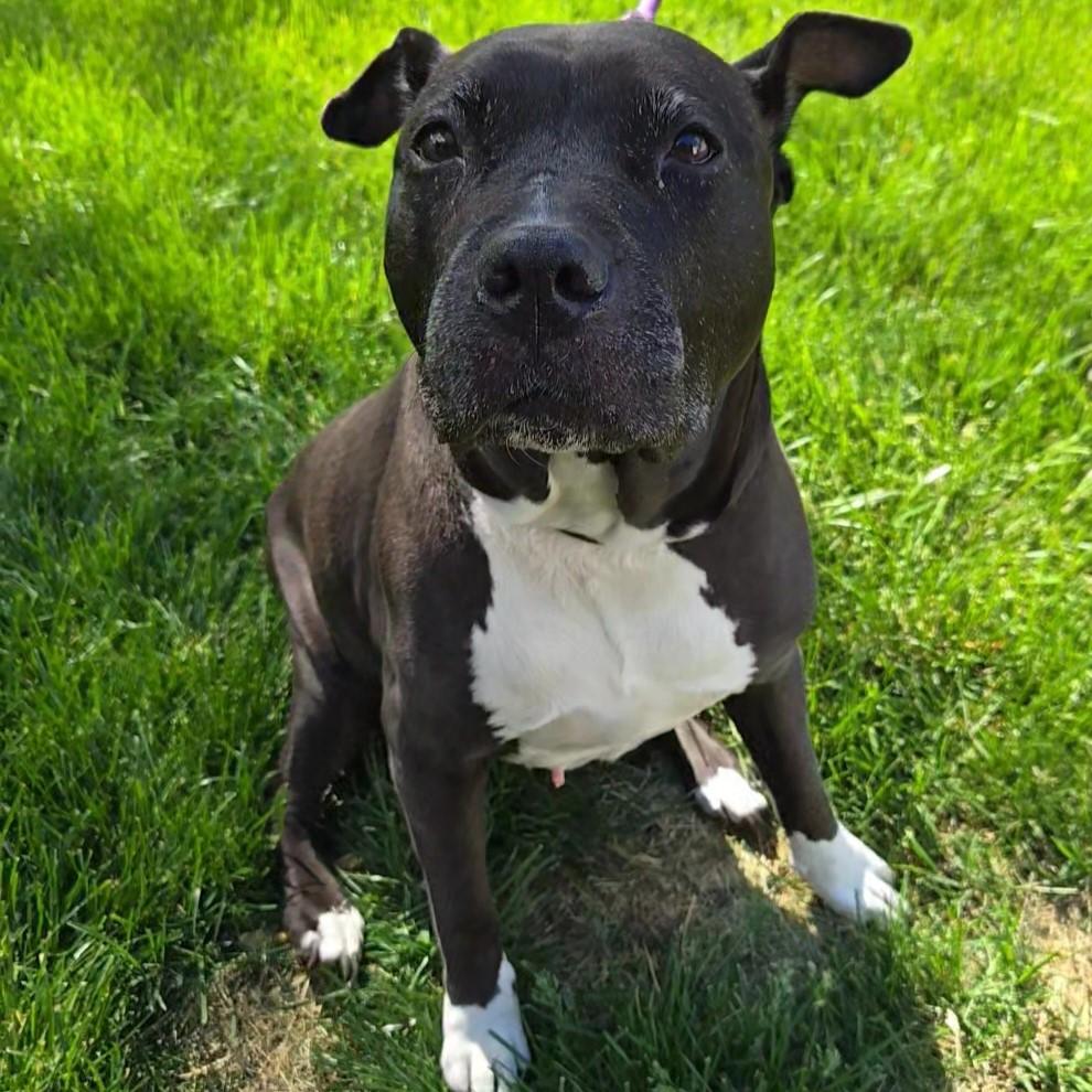 Mimi, an adoptable Pit Bull Terrier in Normal, IL, 61761 | Photo Image 2