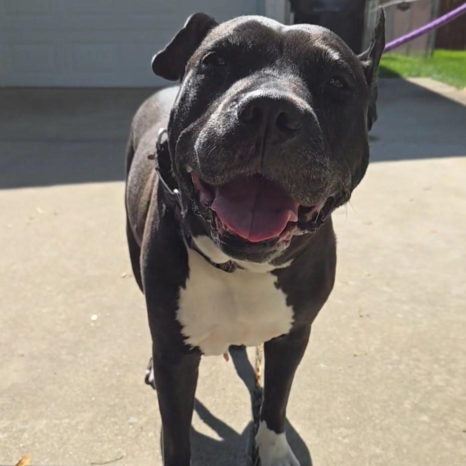 Mimi, an adoptable Pit Bull Terrier in Normal, IL, 61761 | Photo Image 3